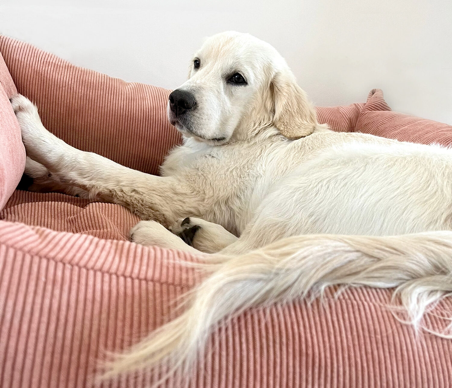 Salmon Corduroy Sofa Bed - Image 2