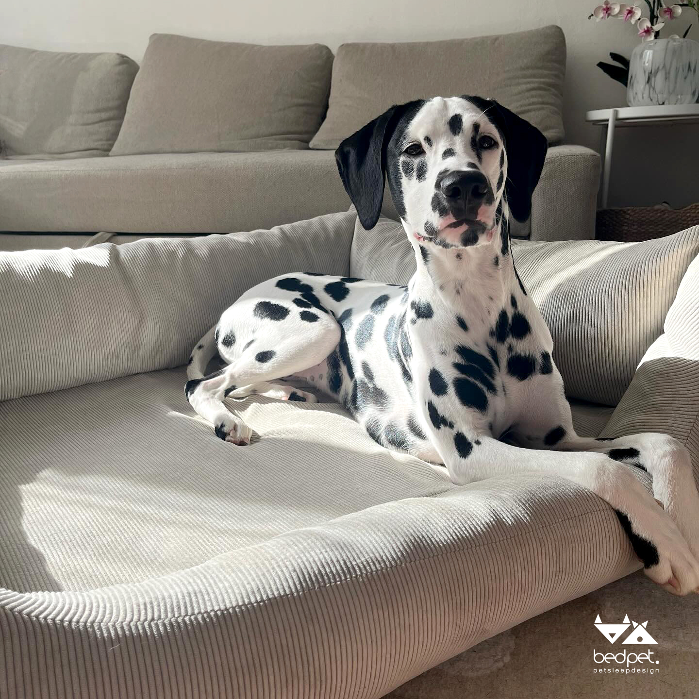 Corduroy Sand Sofa Bed - Image 2