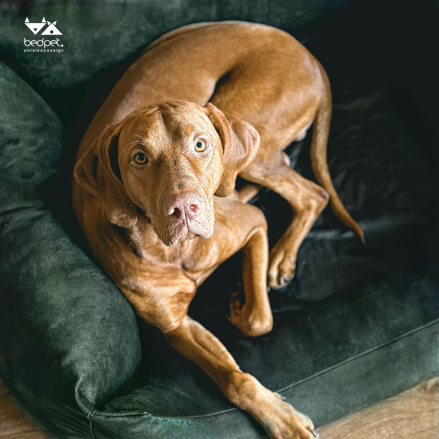 Velvet Forest Sofa Bed - Image 2